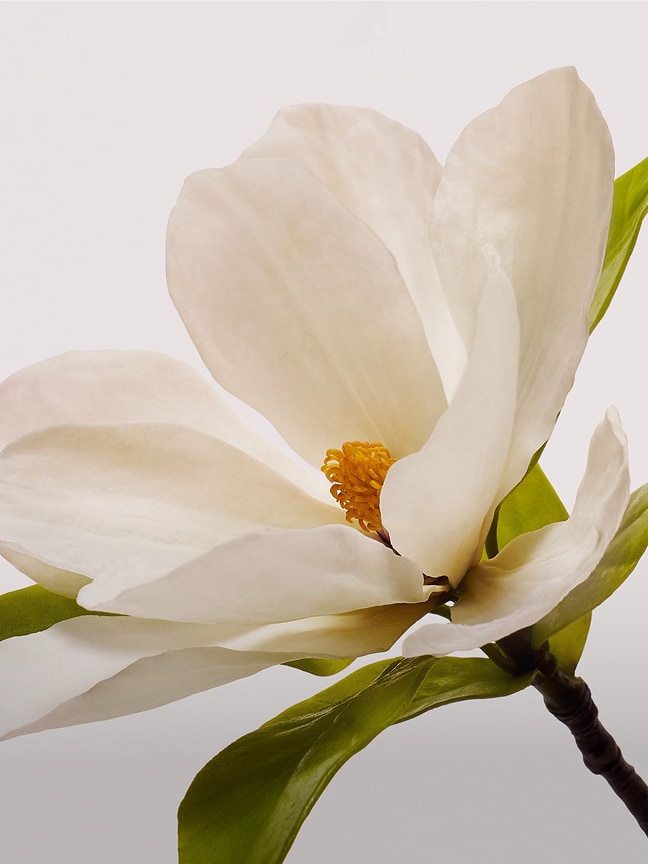 Picture of a magnolia blossom.